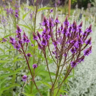 Blue Vervain (Seed)