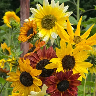 Sunflower - Beaches Mix (Seed)