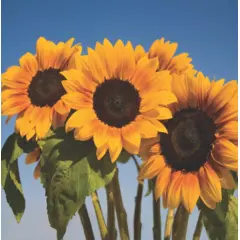 Sunflower - Soraya (Bulk Seed)