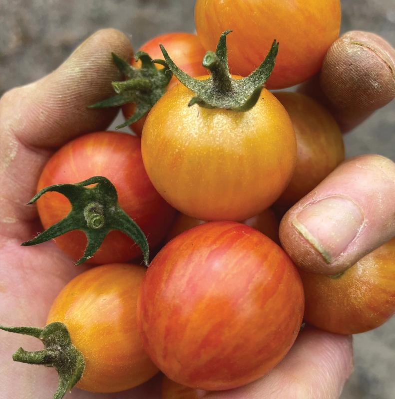 Tomato - Sunrise Bumblebee