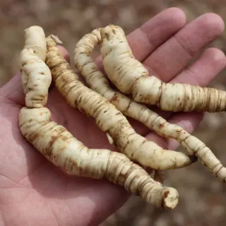Perennial Vegetables