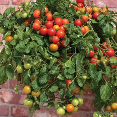 Tomato - Cherry Falls (Seed)