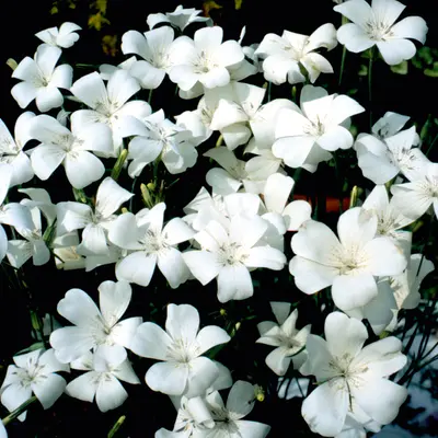 Agrostemma - Snow Queen (Seed)