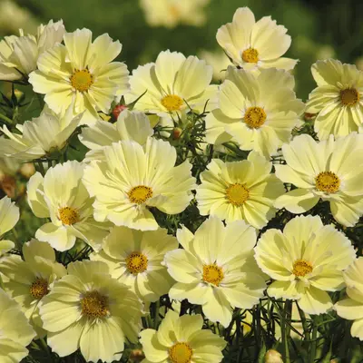 Cosmos - Xanthos (Seed)