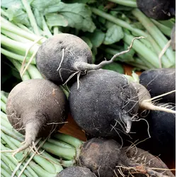 Radish - Nero Tondo (Bulk Seed)