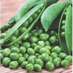 Pea - Laxton's Progress (Bulk Seed)