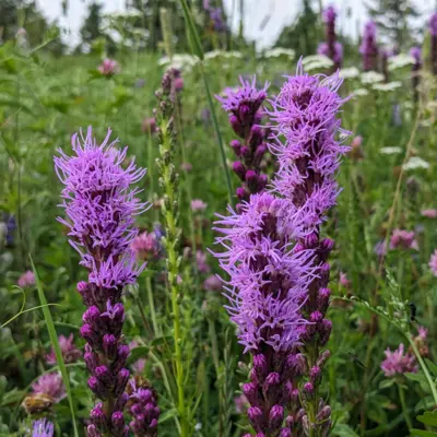 Dense Blazingstar (Seed)