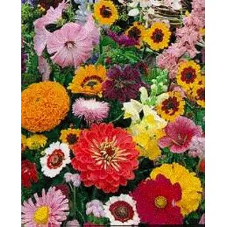 Flower Mix - Annual Flower Mix (Seed)