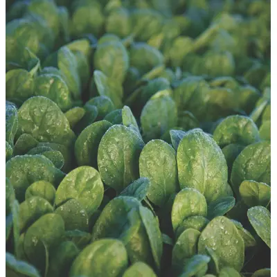 Spinach - Seaside (Seed)