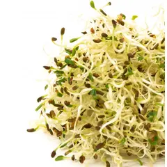Mumm's Alfalfa Sprouts