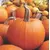 PUMPKIN EARLY SUGAR PIE 125G