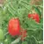 TOMATO ROMA  VF 10G