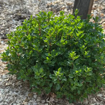 Herb - Mint - Balkan (Seed)