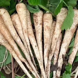 Parsnip - Sabre (Seed)