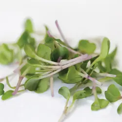 Microgreens - Purple Mizuna (Bulk Seed)