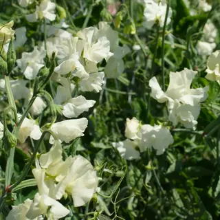 Sweet Pea - Jilly (Seed)