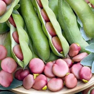 Bean - Broad Karmazyn (Seed)