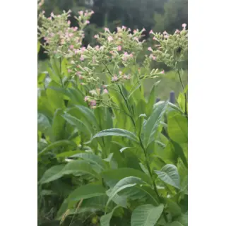 Tobacco - Havana (Seed)