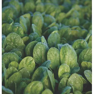 Spinach - Seaside (Seed)