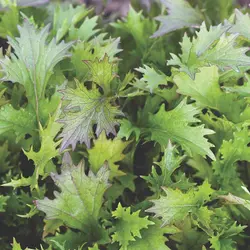 Greens - Purple Mizuna (Bulk Seed)