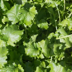 Turnip - Top Greens (Bulk Seed)