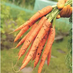 Carrot - Imperator 58 (Bulk Seed)