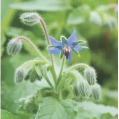 Herb - Borage (Bulk Seed)