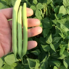 Bean - Provider (Bulk Seed)