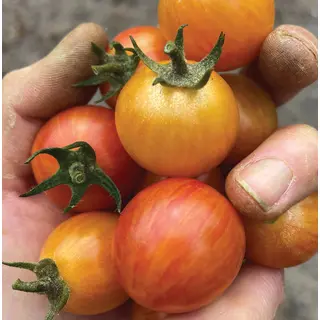 Tomato - Sunrise Bumblebee (Seed)