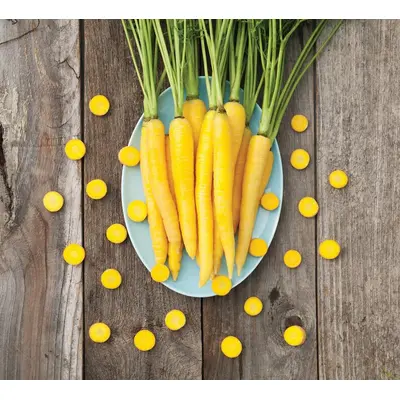 Carrot - Yellowstone (Organic Seed)