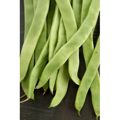 Bean - Roma II (Seed)