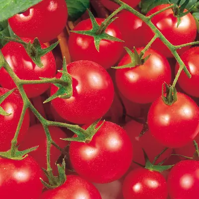 Tomato - Gardener's Delight (Seed)