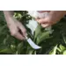 Opinel N°08 Grafting Billhook