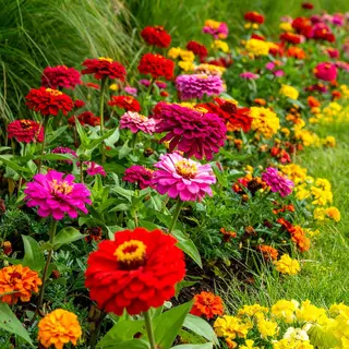 Zinnia - Giant Dahlia Flowered Mix (Seed)