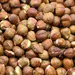 HAZELNUTS OG | 5 LBS