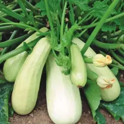 Summer Squash - Vegetable Marrow (Bulk Seed)