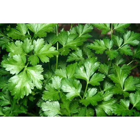 HERB PARSLEY FLAT OG | 30 CT