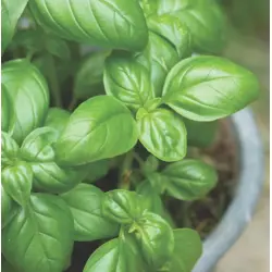 Herb - Basil - Sweet (Bulk Seed)