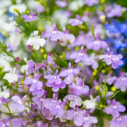Lobelia - Colour Cascade (Bulk Seed)