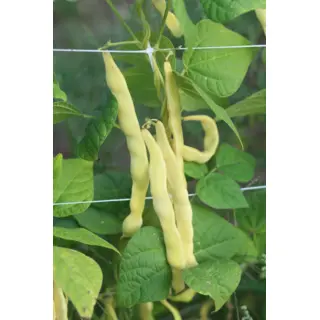 Bean - Goldmarie (Seed)