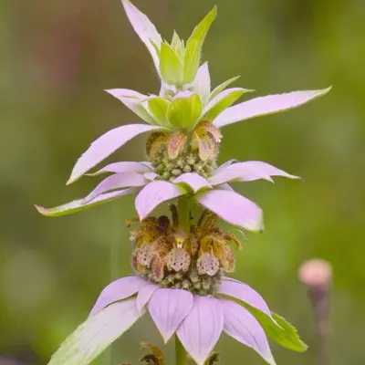 Dotted Mint (Seed)