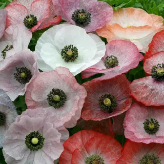 Poppy - Mother of Pearl (Seed)