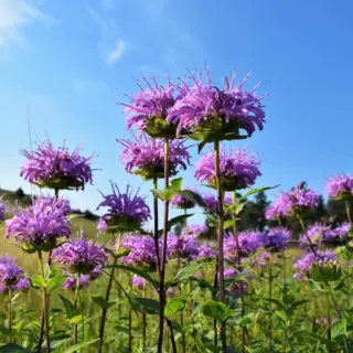 Wild Bergamot (Seed)