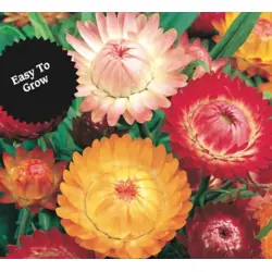 Strawflower - Double (Bulk Seed)
