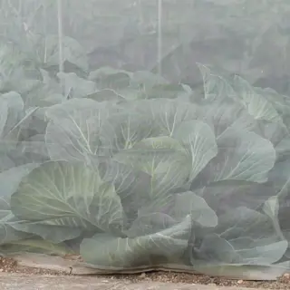 Insect Netting Veggiemesh