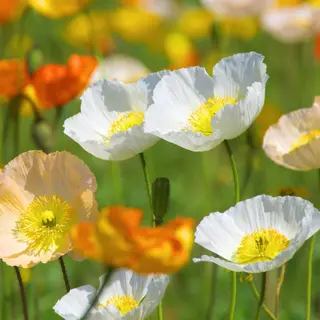 Poppy - Iceland Special Mix (Seed)