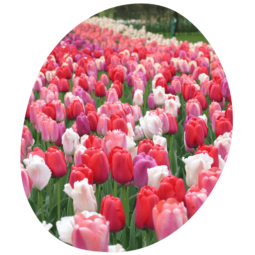 Field of pink tulips