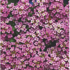 Alyssum - Royal Carpet (Bulk Seed)