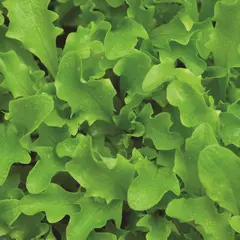 Lettuce - Salad Bowl (Bulk Seed)