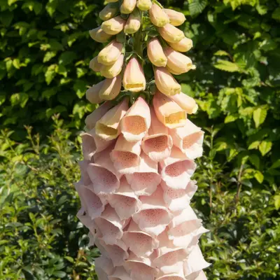 Foxglove - Sutton Apricot (Seed)